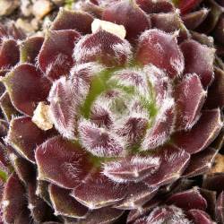 Sempervivum - Dachwurz - Hauswurz